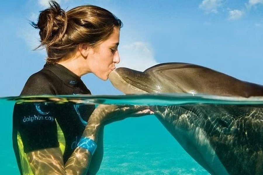 Reserve entradas para su encuentro y aventura con delfines ahora